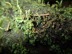 Arthrorhaphis aeruginosa