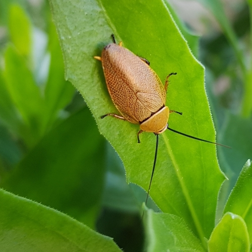 Bush cockroach photo 4