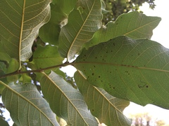 Quercus polymorpha