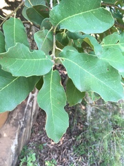 Quercus polymorpha