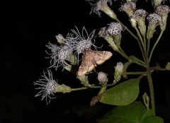 Prophantis