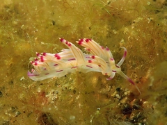 Coryphellina lotos