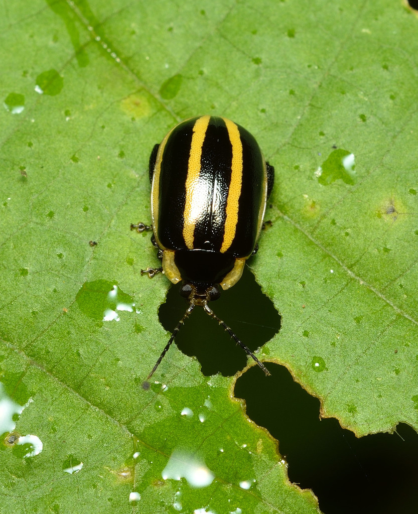 Alagoasa burmeisteri