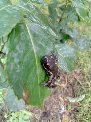 Eleutherodactylus nitidus