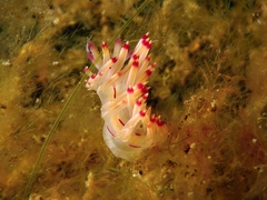 Coryphellina lotos
