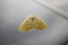 Thalera pistasciaria