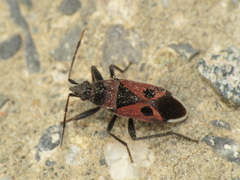 Lasiocoris anomalus