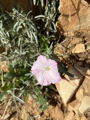 Convolvulus oleifolius