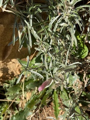 Convolvulus oleifolius
