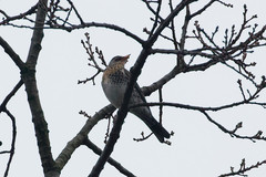 Turdus pilaris