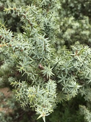 Juniperus macrocarpa