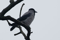 Corvus cornix