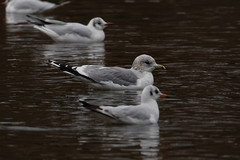 Larus canus