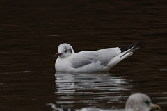 Chroicocephalus ridibundus
