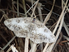 Phanerothyris sinearia