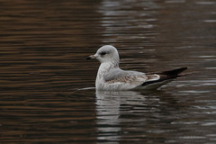 Larus canus