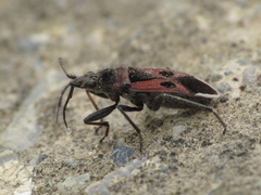 Lasiocoris anomalus