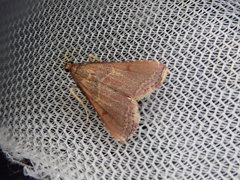 Endotricha olivacealis