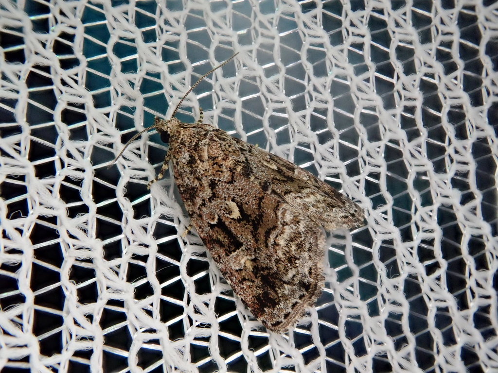 Protodeltote inexpectata