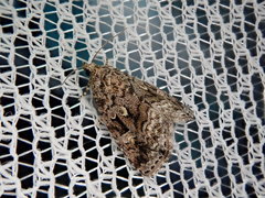 Protodeltote inexpectata