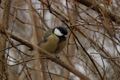 Parus major