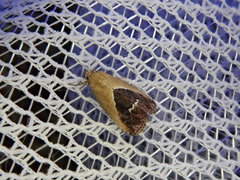 Maliattha chalcogramma