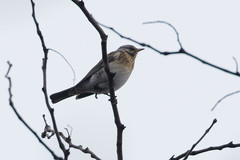 Turdus pilaris
