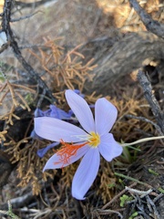 Crocus tournefortii