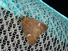 Acosmetia biguttula