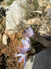 Crocus tournefortii