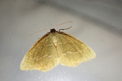Thalera pistasciaria