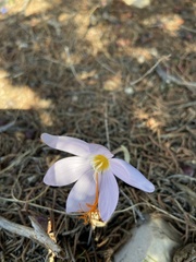 Crocus tournefortii