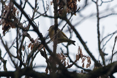 Chloris chloris