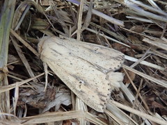 Mythimna flavostigma