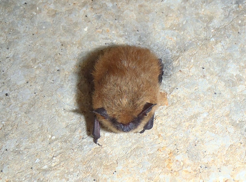 Eastern Small-footed Myotis in March 2015 by pascal_samson. Dans la ...