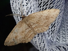 Hypomecis punctinalis conferenda