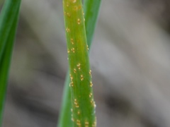 Puccinia allii