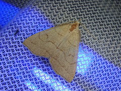 Herminia arenosa