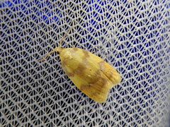 Acleris leechi