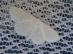 Scopula floslactata