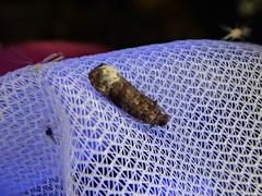 Hystrichoscelus spathanum