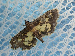 Eurrhyparodes bracteolalis