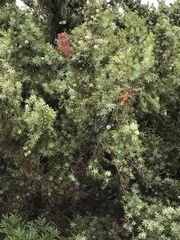 Juniperus macrocarpa