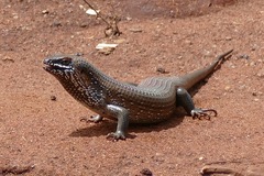 Trachylepis brevicollis