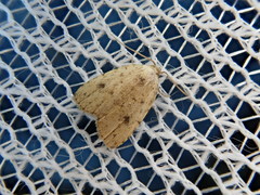 Anachrostis nigripunctalis