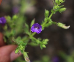 Stemodia viscosa