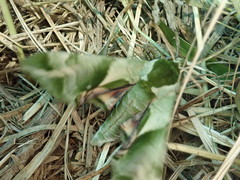 Callambulyx tatarinovii