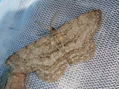 Hypomecis punctinalis conferenda