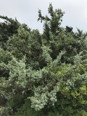 Juniperus macrocarpa