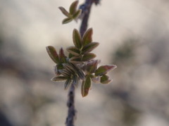 Dalea pulchra